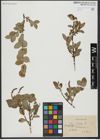 Foto von Salix hastata L.